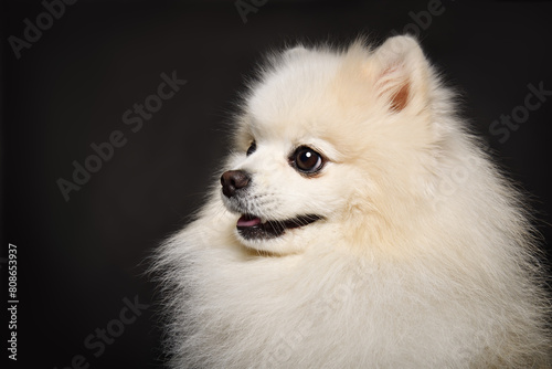 Portrait of a Pomeranian Spitz, closeup, side view, on a black background