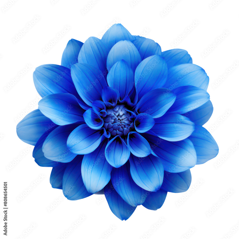 Fototapeta premium Blue flower in full bloom against a transparent background.