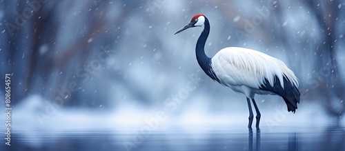 In winter enjoy bird watching with a beautiful red crowned crane against a scenic backdrop with ample copy space for images