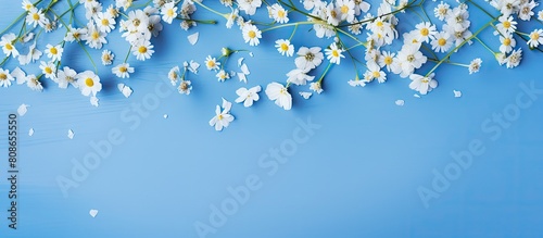 A summer themed composition featuring chamomile flowers and petals on a blue background Presented in a flat lay style with a top view perspective leaving room for additional elements in the image