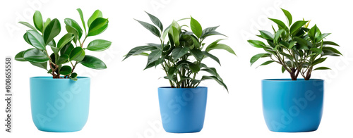 Three lush green plants in blue pots sit side by side.
