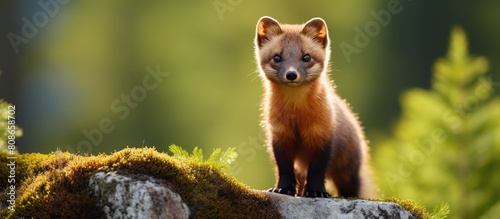 European Pine Marten scientifically known as Martes martes prowling for food with copy space image photo