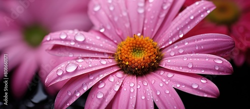 A macro photograph of a pink marguerite in full bloom with a yellow center and numerous wet petals and dew droplets captured against a blurred brown background providing ample space for additional el