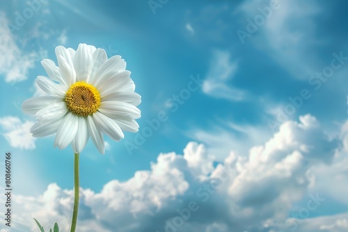 Delicate Daisy Petals Reaching Towards Serene Cloudy Sky