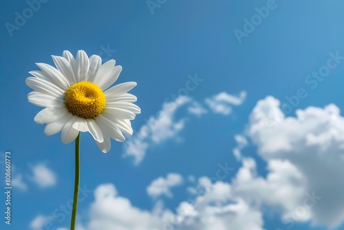 Delicate White Daisy Flower Blooming against Cloudy Blue Sky with Puffy Clouds