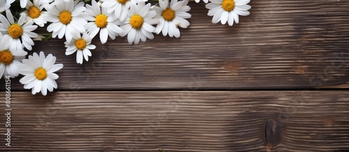 A serene image of white chamomile flowers showcased on a rustic wooden backdrop Perfect for using as a copy space image © Ilgun