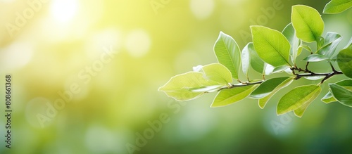 Abstract background texture with green leaves blurring and a bokeh of blurred colored light creating a captivating and vibrant copy space image of nature