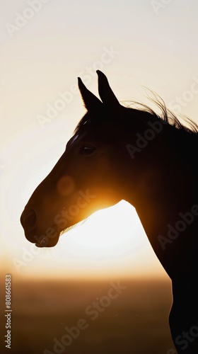 A silhouette of an Arabian horse against a white background