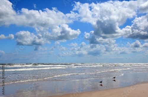pretty freeport beach, waves,  and  laughing gulls on a sunny spring day in quintana, texas