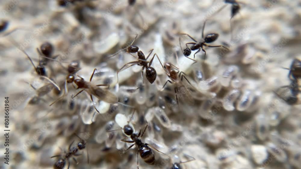 Close-up on ants, swarms of ants are working together to carrying their eggs and larvae Close-up on ants, swarms of ants are working together to carrying their eggs and larvae