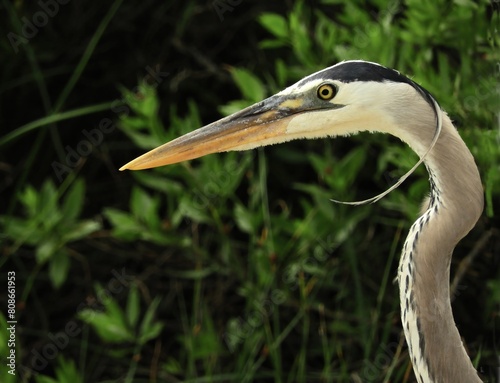 close up of a great blue heron in spring in the marsh near the quintana neotropical bird sanctuary along the gulf coast in quintana, texas photo
