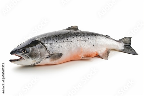A side view of a fresh whole salmon fish isolated on a white background illustrates healthy eating and seafood