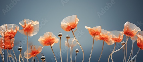 Poppy buds in a copy space image