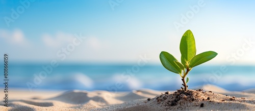There is a plant growing on the sandy beach with a nice copy space image photo