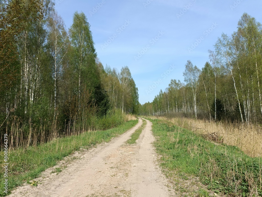 Road in forest in Siauliai county during sunny summer day. Oak and birch tree woodland. Sunny day with white clouds in blue sky. Bushes are growing in woods. Sandy road. Nature. Miskas. Road in forest in Siauliai county during sunny summer day. Oak and birch tree woodland. Sunny day with white clouds in blue sky. Bushes are growing in woods. Sandy road. Nature. Miskas.