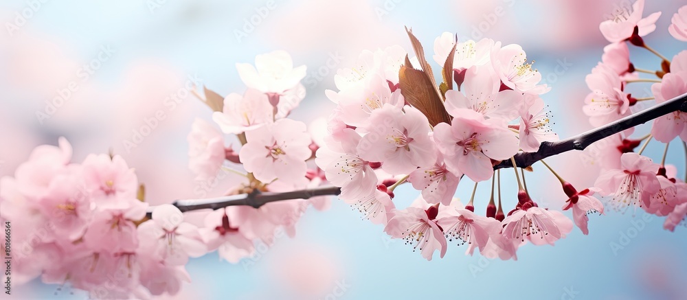 Spring brings with it the enchanting sight of cherry blossom providing a picturesque background or space for text in images. Copy space image. Place for adding text and design
