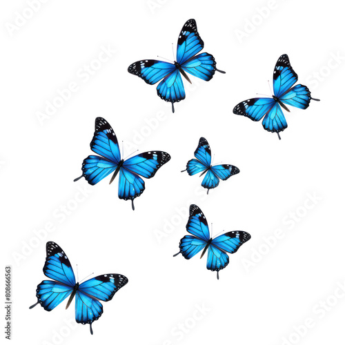 Blue morpho butterflies.