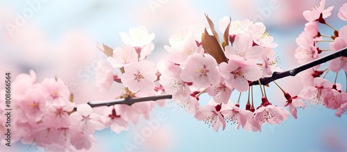 Spring brings with it the enchanting sight of cherry blossom providing a picturesque background or space for text in images. Copy space image. Place for adding text and design