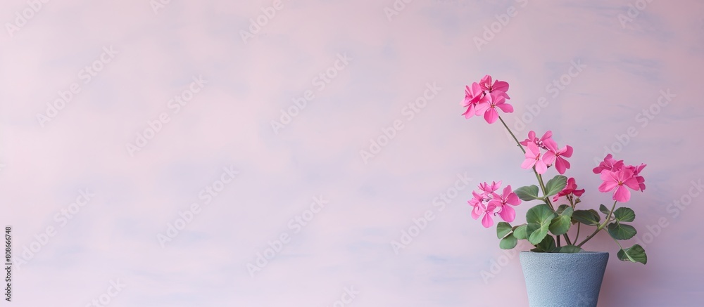 Naklejka premium A pink pelargonium flower is seen adorning a wall leaving ample copy space in the image