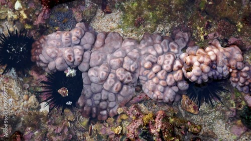 Didemnum carnulentum. Didemnum is a genus of colonial tunicates in the family Didemnidae. It is the most speciose genus in the didemnid family photo