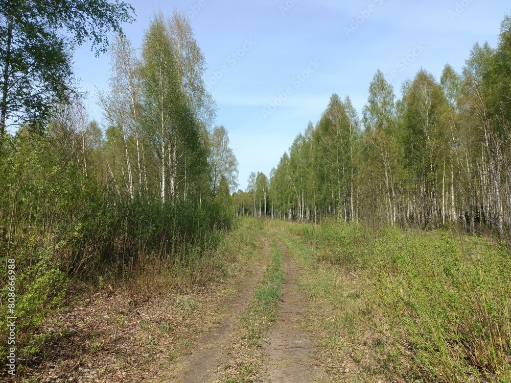 Forest in Siauliai county during sunny summer day. Oak and birch tree woodland. Sunny day with white clouds in blue sky. Bushes are growing in woods. Nature. Summer season. Miskas. Forest in Siauliai county during sunny summer day. Oak and birch tree woodland. Sunny day with white clouds in blue sky. Bushes are growing in woods. Nature. Summer season. Miskas.
