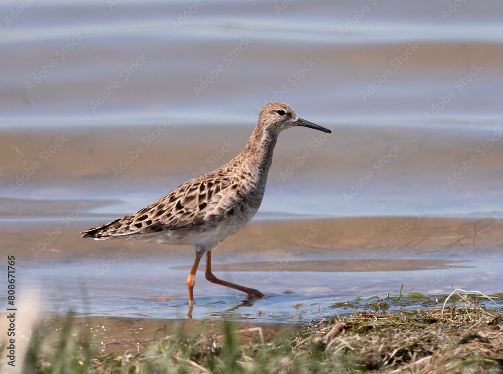 bird, nature, water, seagull, sea, wildlife, beach, animal, sandpiper, birds, gull, shorebird, ocean, shore, sand, wader, white, coast, wild, plover, beak, lake, feather, yellowlegs bird, nature, water, seagull, sea, wildlife, beach, animal, sandpiper, birds, gull, shorebird, ocean, shore, sand, wader, white, coast, wild, plover, beak, lake, feather, yellowlegs
