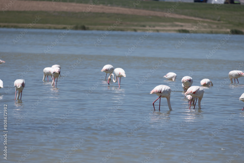 Fototapeta premium Phoenicopterus, swan, bird, water, lake, nature, animal, swans, birds, wildlife, white, wild, pond, animals, river, beautiful, beauty, flamingo, sea, beak, flock, feather, feathers, swimming, family,