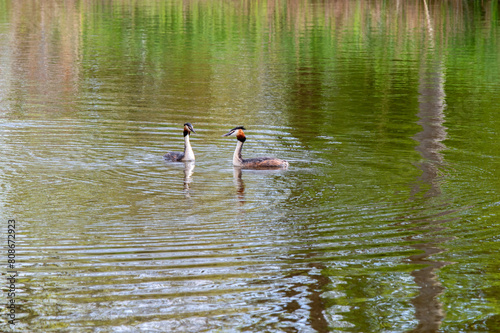 Two Great Crested Grebe Birds At Abcoude The Netherlands 8-4-2024