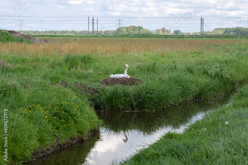 White Swan In A Farmfield At Abcoude The Netherlands 5-5-2024