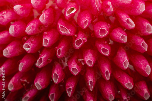 detail of Bellis perennis flower photo