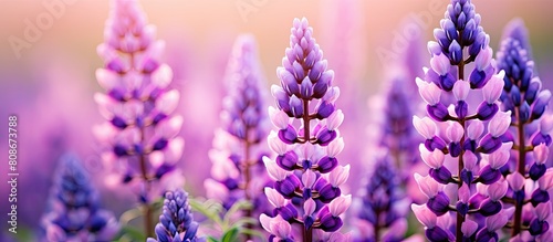A lively summer scene showcasing a beautiful copy space image of purple lupine flowers as the background
