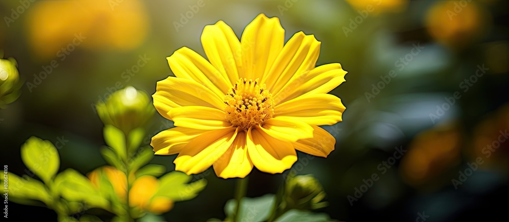 A stunning close up photo of a blurred yellow flower in a garden Reflecting the beauty of nature it offers a perfect copy space for design purposes A stunning close up photo of a blurred yellow flower in a garden Reflecting the beauty of nature it offers a perfect copy space for design purposes