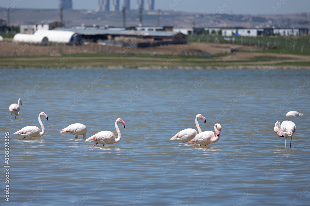Obraz premium Phoenicopterus, swan, bird, water, lake, nature, animal, swans, birds, wildlife, white, wild, pond, animals, river, beautiful, beauty, flamingo, sea, beak, flock, feather, feathers, swimming, family,
