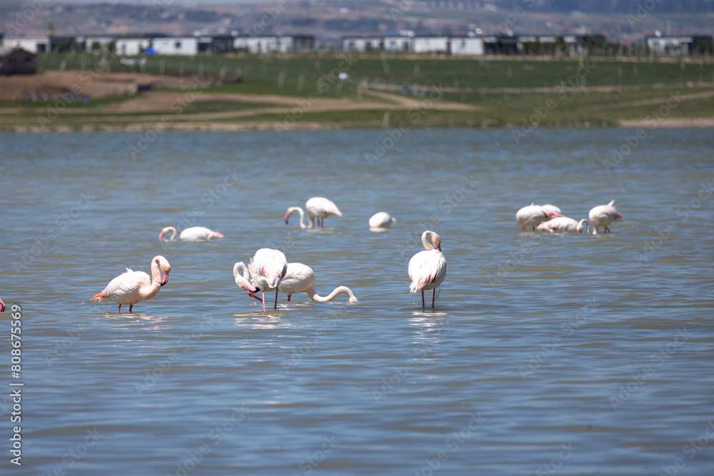Fototapeta premium Phoenicopterus, swan, bird, water, lake, nature, animal, swans, birds, wildlife, white, wild, pond, animals, river, beautiful, beauty, flamingo, sea, beak, flock, feather, feathers, swimming, family,