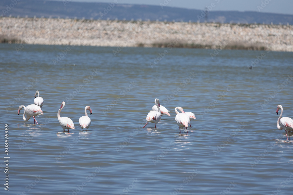 Heron, Phoenicopterus, swan, bird, water, lake, nature, animal, swans, birds, wildlife, white, wild, pond, animals, river, beautiful, beauty, flamingo, sea, beak, flock, feather, feathers, Heron, Phoenicopterus, swan, bird, water, lake, nature, animal, swans, birds, wildlife, white, wild, pond, animals, river, beautiful, beauty, flamingo, sea, beak, flock, feather, feathers,