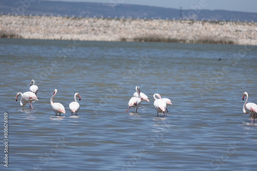 Heron, Phoenicopterus, swan, bird, water, lake, nature, animal, swans, birds, wildlife, white, wild, pond, animals, river, beautiful, beauty, flamingo, sea, beak, flock, feather, feathers,