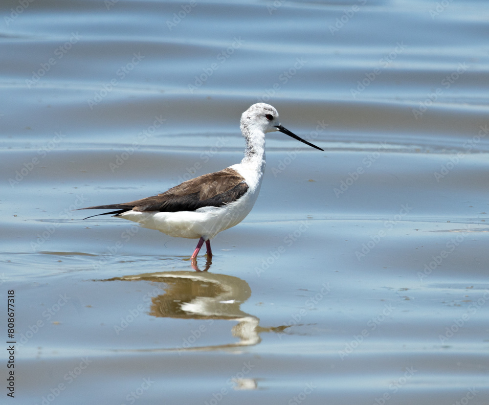 Heron, Phoenicopterus, swan, bird, water, lake, nature, animal, swans, birds, wildlife, white, wild, pond, animals, river, beautiful, beauty, flamingo, sea, beak, flock, feather, feathers, Heron, Phoenicopterus, swan, bird, water, lake, nature, animal, swans, birds, wildlife, white, wild, pond, animals, river, beautiful, beauty, flamingo, sea, beak, flock, feather, feathers,