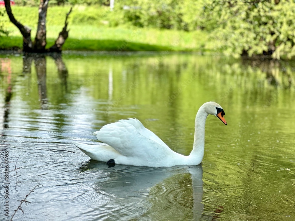A serene landscape captured with a white swan gracefully swimming on calm waters amidst nature's beauty A serene landscape captured with a white swan gracefully swimming on calm waters amidst nature's beauty