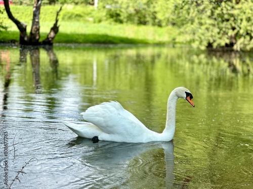 A serene landscape captured with a white swan gracefully swimming on calm waters amidst nature s beauty