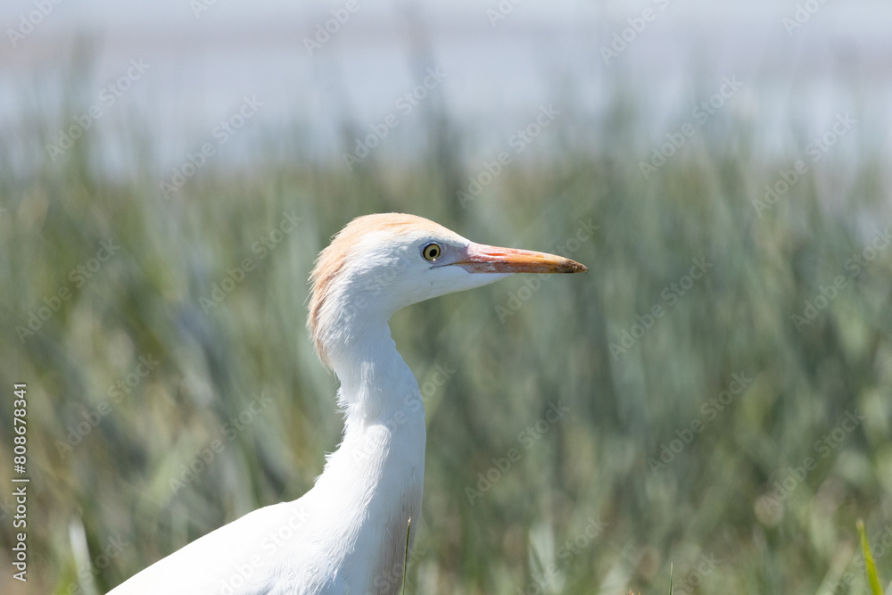 bird, egret, white, animal, nature, wildlife, heron, beak, crane, water, feathers, wild, feather, birds, grass, blue, great bird, egret, white, animal, nature, wildlife, heron, beak, crane, water, feathers, wild, feather, birds, grass, blue, great