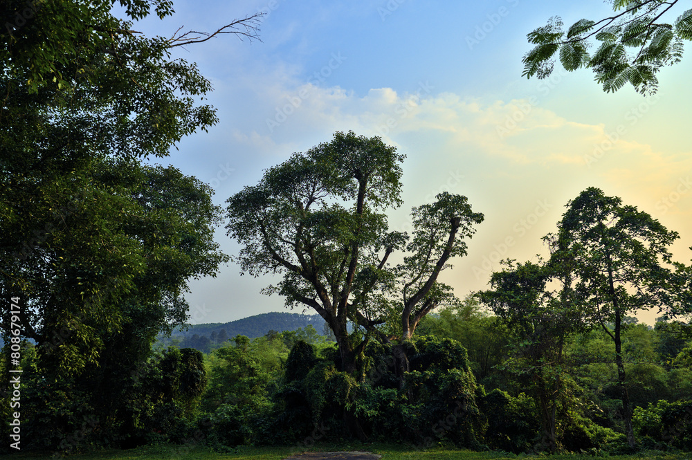 Fototapeta premium Rainforest Landscape at Sunset, Hue, Vietnam