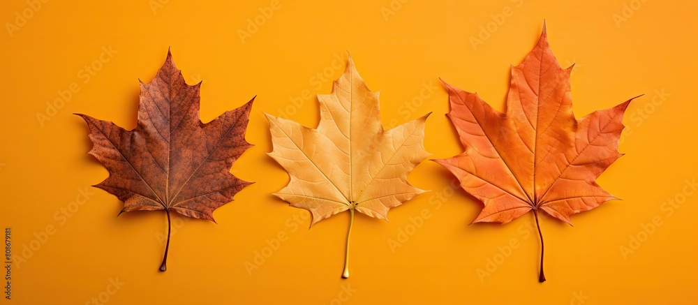 A minimalistic concept of three autumn leaves on a vibrant paper background captured from a top down perspective with ample copy space for your text A minimalistic concept of three autumn leaves on a vibrant paper background captured from a top down perspective with ample copy space for your text