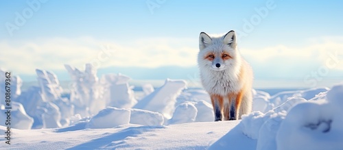 Fox on Hokkaido searching for food gazes at snowy landscape. Copy space image. Place for adding text and design © Ilgun