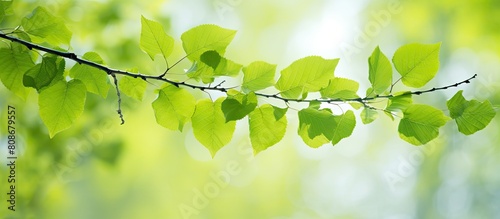 A wide photo capturing the vibrant green of the first birch leaves on a spring day with ample copy space