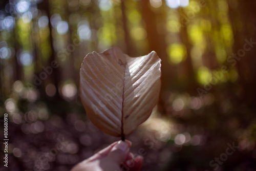 Low key of  hand hold fallen leaf with blurred forest background