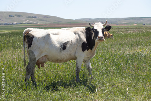 cow  farm  cattle  animal  grass  field  meadow  white  dairy  agriculture  cows  black  pasture  milk  calf  rural  green  animals  farming  livestock  nature  grazing  mammal  beef  herd