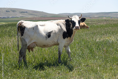 cow  farm  cattle  animal  grass  field  meadow  white  dairy  agriculture  cows  black  pasture  milk  calf  rural  green  animals  farming  livestock  nature  grazing  mammal  beef  herd