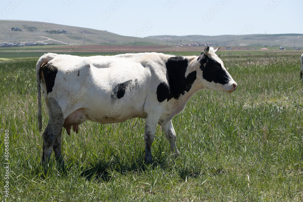 cow, farm, cattle, animal, grass, field, meadow, white, dairy, agriculture, cows, black, pasture, milk, calf, rural, green, animals, farming, livestock, nature, grazing, mammal, beef, herd