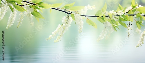 In early spring there are delicate leaves of willow branches creating a beautiful scene The image has copy space for additional content