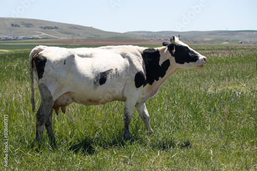 cow  farm  cattle  animal  grass  field  meadow  white  dairy  agriculture  cows  black  pasture  milk  calf  rural  green  animals  farming  livestock  nature  grazing  mammal  beef  herd